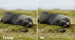 1440p vs. 4K : Which is the better choice?