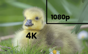 4K vs. 1080p: What's the Difference?